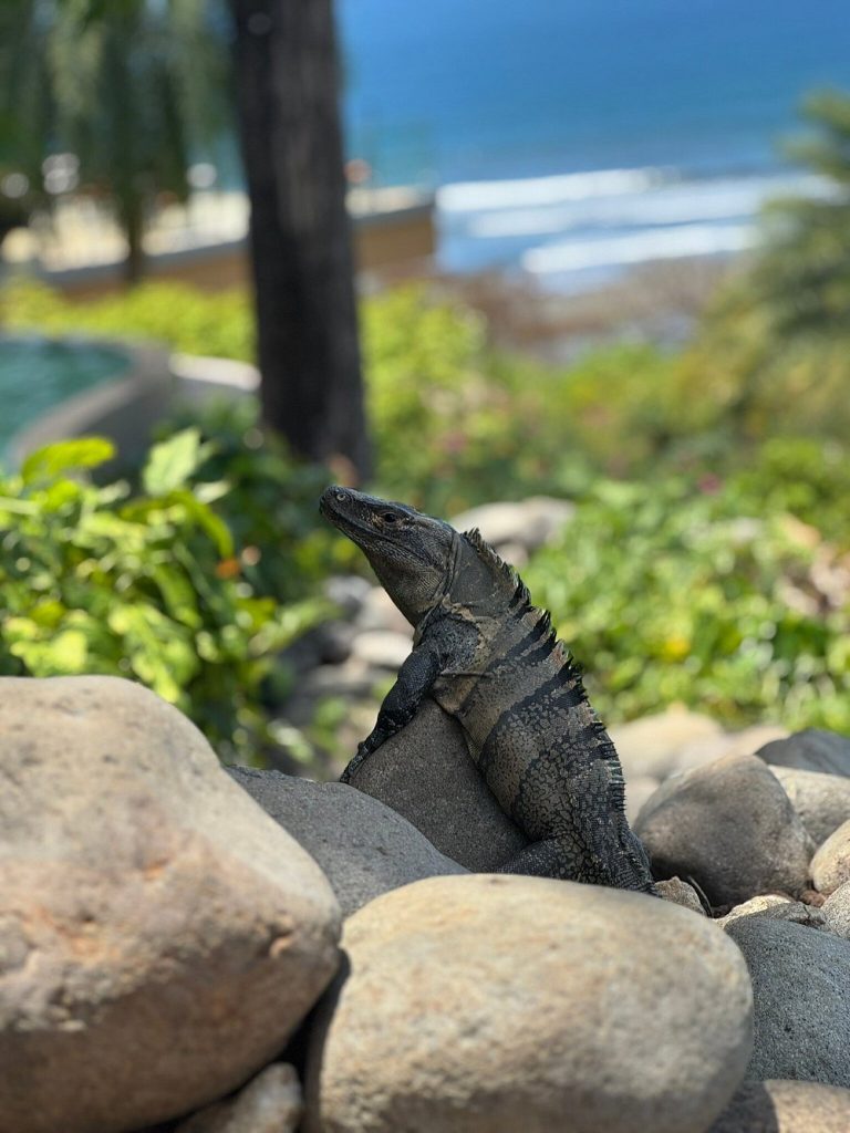 A Complete Digital Nomad’s Guide to Living and Working in Nosara Beach