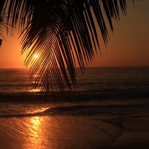 Top 10 Restaurants in Nosara Beach You Have to Try