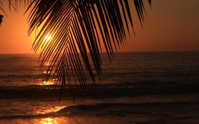 Top 10 Restaurants in Nosara Beach You Have to Try