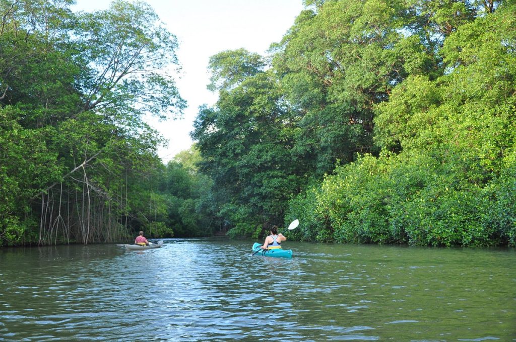 Explore Nosara Mangroves by Kayak or Boat Tour