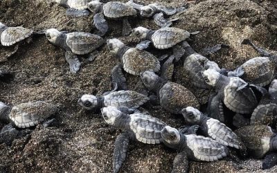 Turtle Nesting in Ostional – Unforgettable Experience
