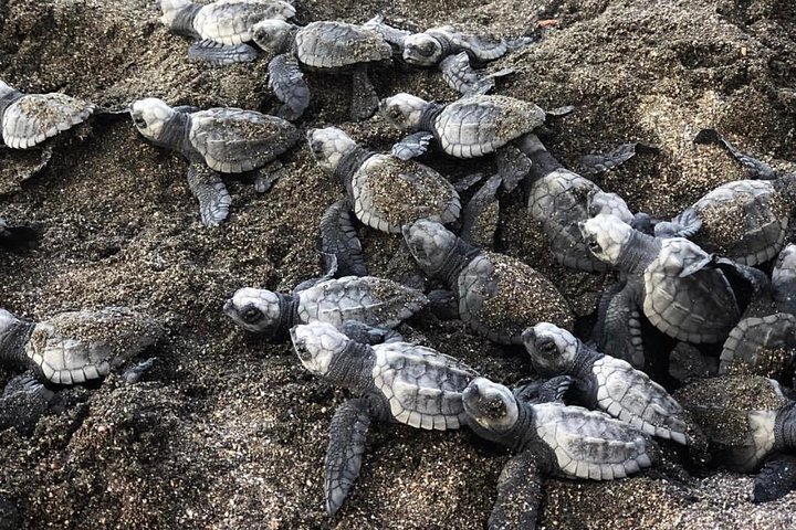 On the pristine shores of Costa Rica, the small coastal village of Ostional has become world-renowned for one extraordinary natural event: the turtle nesting season. Each year, thousands of olive ridley sea turtles arrive at Ostional Beach in a breathtaking phenomenon known as an arribada. Watching hundreds, even thousands, of turtles crawl ashore under the moonlight is not just a remarkable travel experience—it’s a rare ecological wonder that few places on Earth can offer.