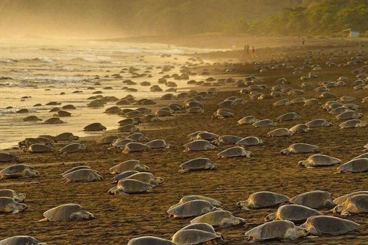 Turtle Nesting in Ostional – Unforgettable Experience