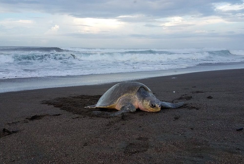Wildlife Wonders You Can Discover Around Nosara Beach