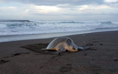 Wildlife Wonders You Can Discover Around Nosara Beach