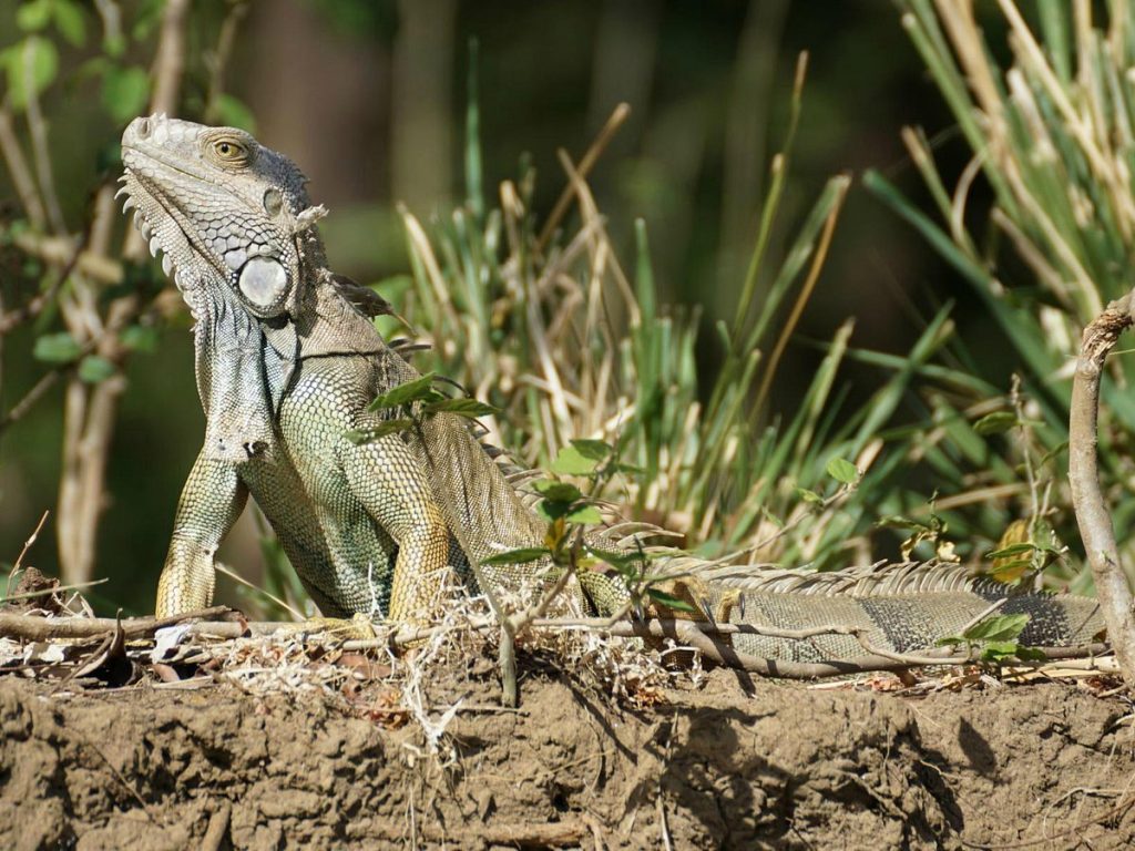 Wildlife Wonders You Can Discover Around Nosara Beach