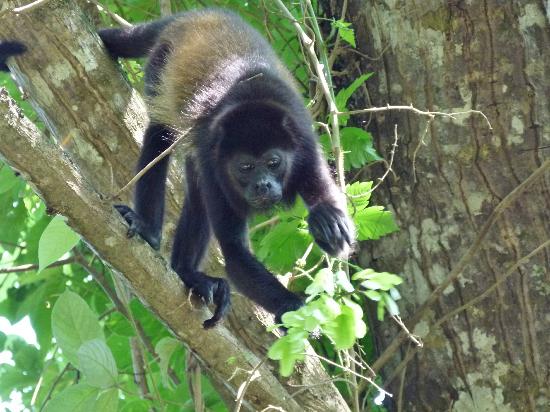 Wildlife Wonders You Can Discover Around Nosara Beach