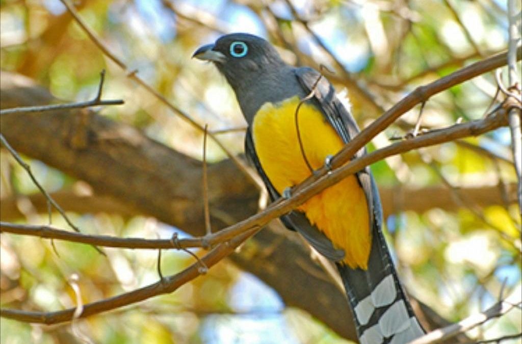 Nestled along Costa Rica’s breathtaking Nicoya Peninsula, Nosara is a tropical paradise where lush jungles meet pristine beaches. While the town is best known for its yoga retreats and surf-friendly waves, there’s another side to Nosara that calls to those who love the serenity of nature — birdwatching.