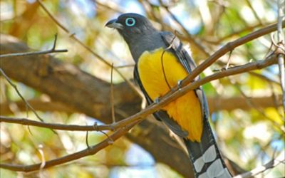 Birdwatching in Nosara